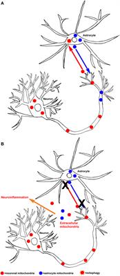 Mitochondria-Derived Damage-Associated Molecular Patterns in Neurodegeneration